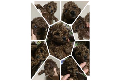 販売中のトイプードルの親犬