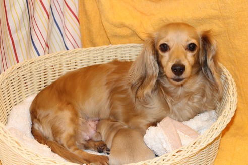 販売中のカニンヘンダックスフンド(ロングヘアード)の親犬