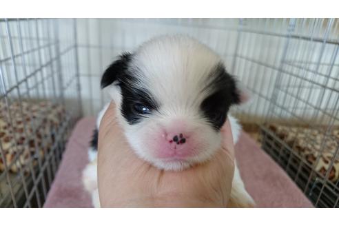 成約済の愛知県の狆 (チン)-31340の3枚目