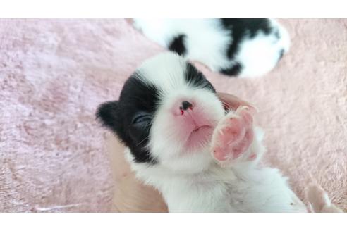 成約済の愛知県の狆 (チン)-31340の2枚目