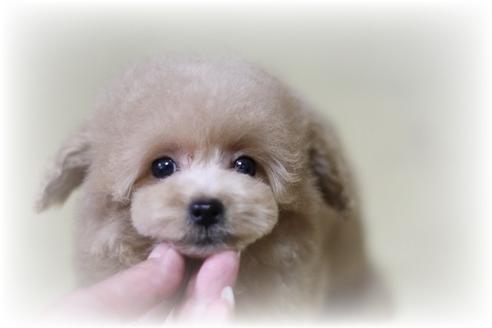 販売中のトイプードルの親犬