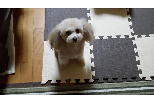 販売中のトイプードルの親犬