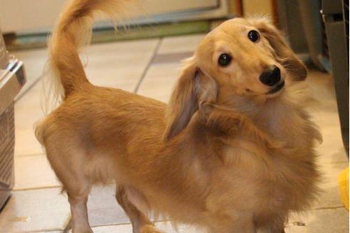 販売中のカニンヘンダックスフンド(ロングヘアード)の親犬