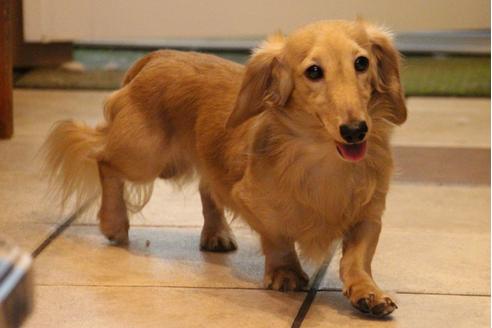 販売中のカニンヘンダックスフンド(ロングヘアード)の親犬