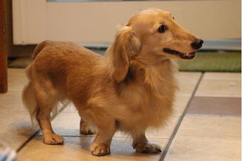 販売中のカニンヘンダックスフンド(ロングヘアード)の親犬