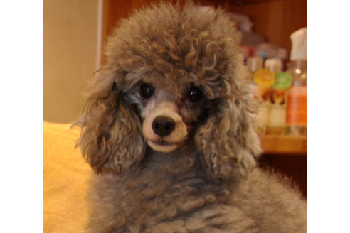 販売中のトイプードルの親犬