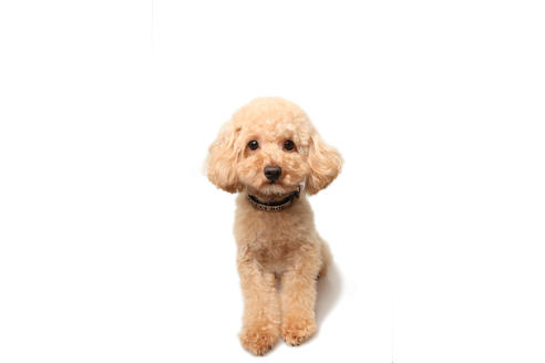 販売中のチワプー:チワワ×トイプードルの親犬