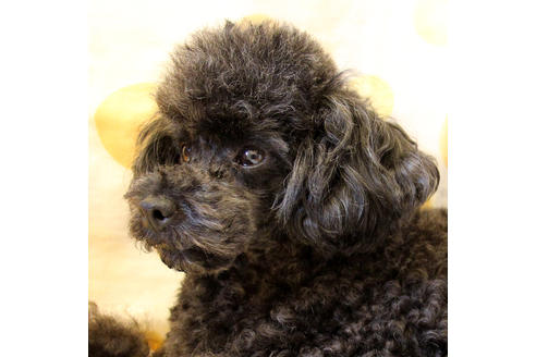 販売中のトイプードルの親犬