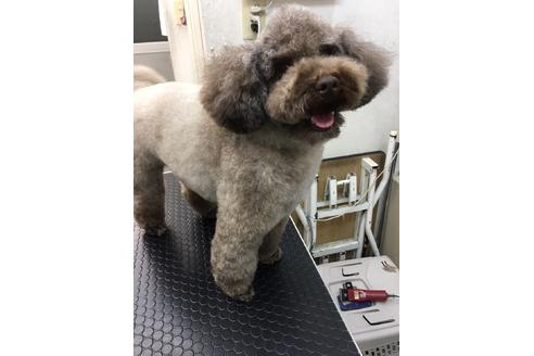 販売中のトイプードルの親犬