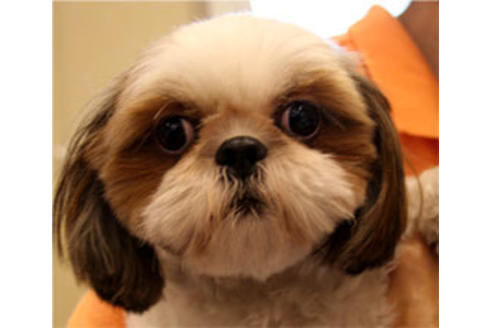 販売中のシーズーの親犬