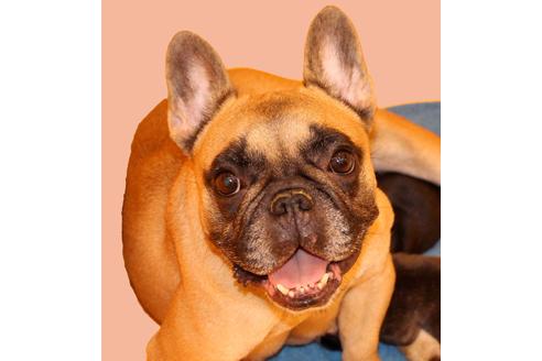 販売中のフレンチブルドッグの親犬