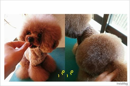 販売中のトイプードルの親犬