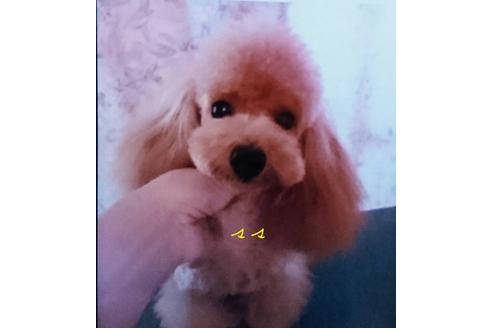 販売中のトイプードルの親犬