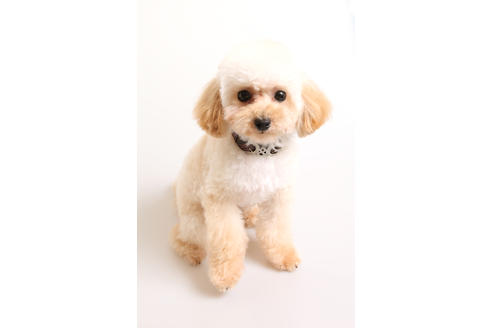 販売中のティーカッププードルの親犬