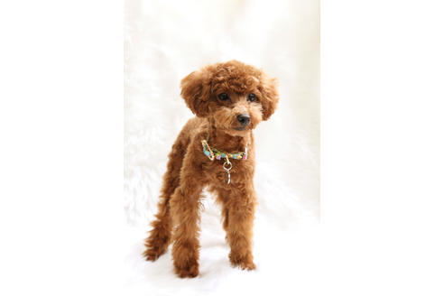 販売中のティーカッププードルの親犬