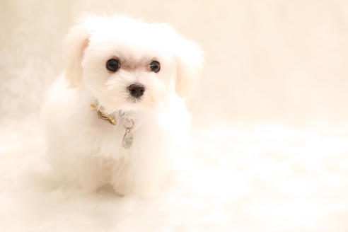 販売中のマルチーズの親犬