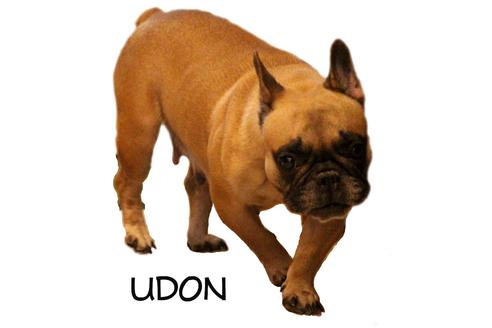 販売中のフレンチブルドッグの親犬