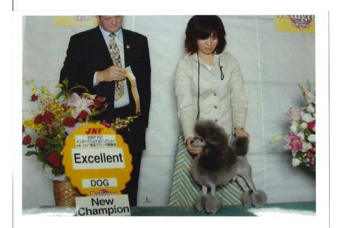 販売中のトイプードルの親犬