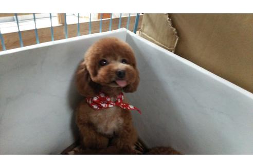 販売中のタイニープードルの親犬