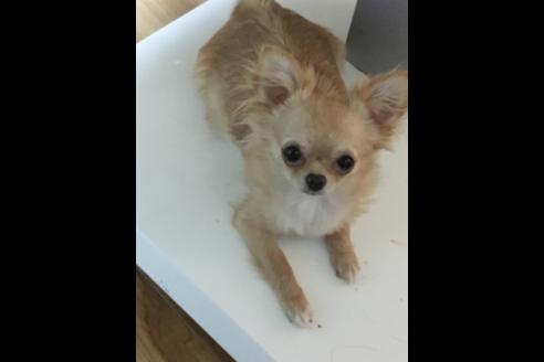 販売中のチワワ(ロングコート)の親犬