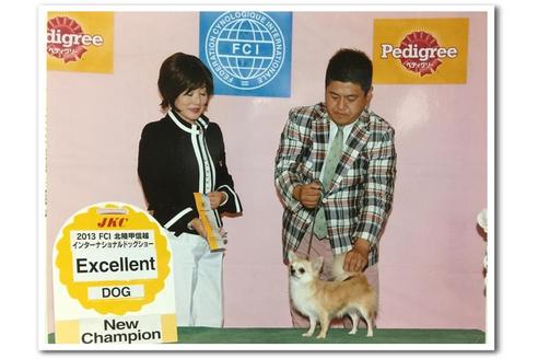 販売中のチワワ(ロングコート)の親犬