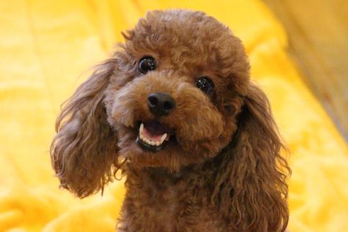 販売中のトイプードルの親犬