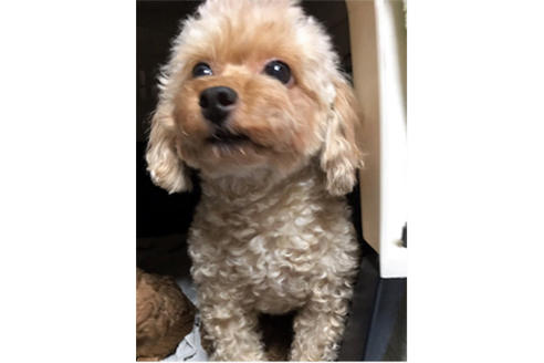 販売中のトイプードルの親犬