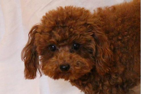 販売中のトイプードルの親犬