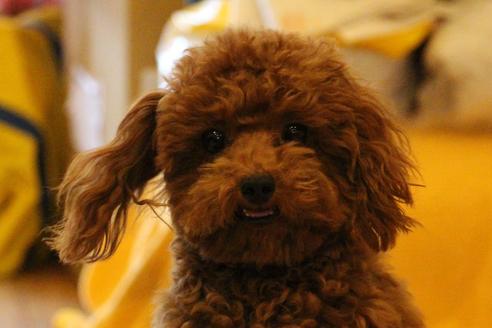 販売中のトイプードルの親犬