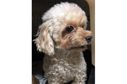 販売中のトイプードルの親犬