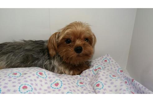 販売中のヨークシャーテリアの親犬