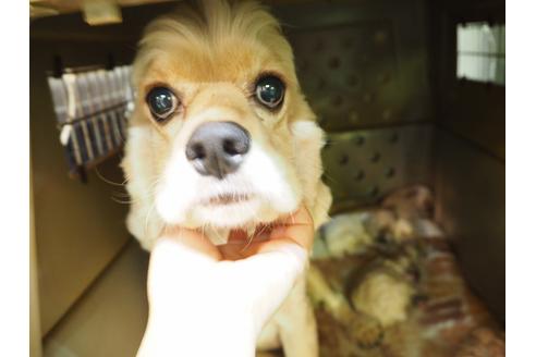 販売中のアメリカンコッカースパニエルの親犬