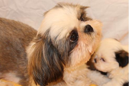 販売中のシーズーの親犬