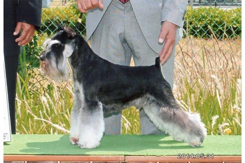 販売中のミニチュアシュナウザーの親犬