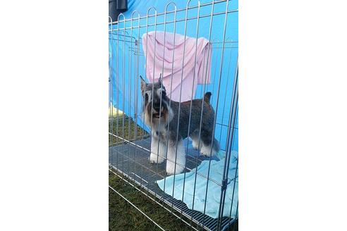 販売中のミニチュアシュナウザーの親犬