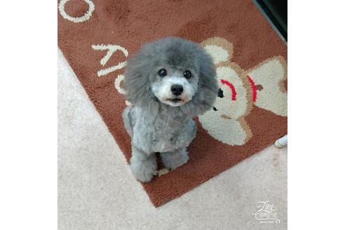 販売中のタイニープードルの親犬