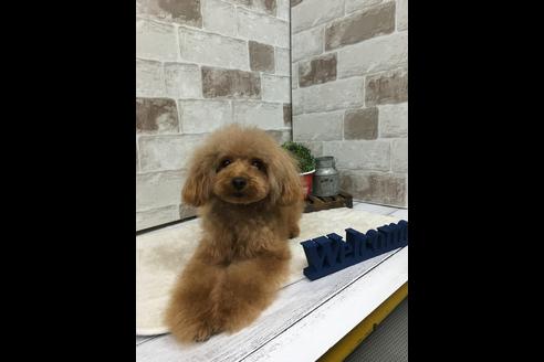 販売中のトイプードルの親犬