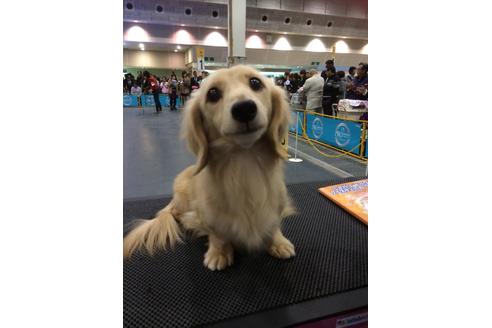 販売中のカニンヘンダックスフンドの親犬