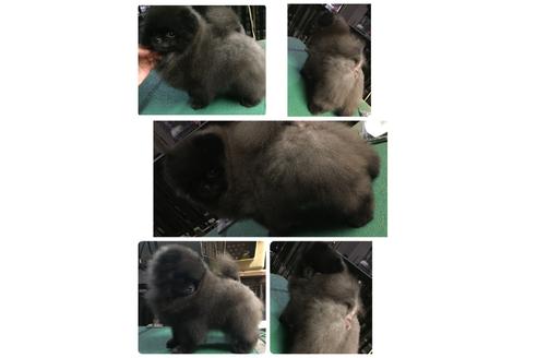 販売中のポメラニアンの親犬