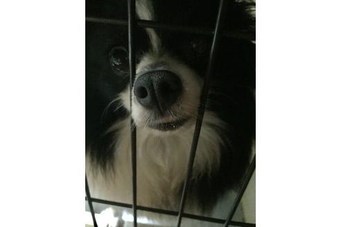 販売中のポメラニアンの親犬