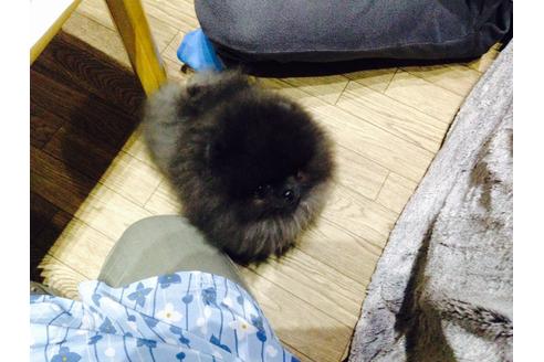 販売中のポメラニアンの親犬