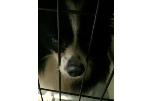販売中のポメラニアンの親犬