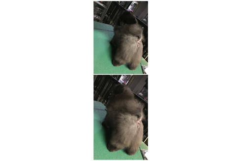 販売中のポメラニアンの親犬
