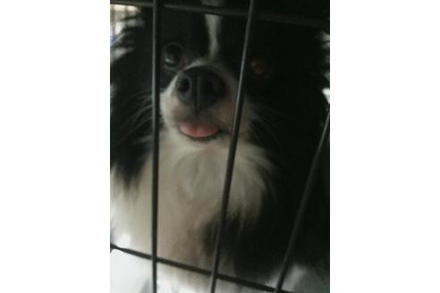 販売中のポメラニアンの親犬