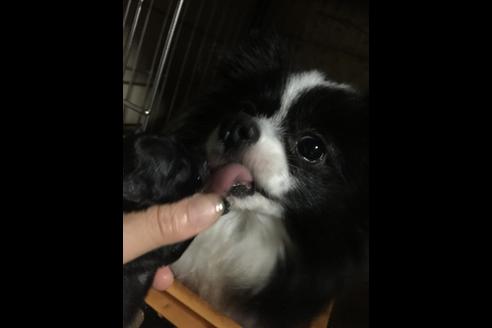 販売中のポメラニアンの親犬
