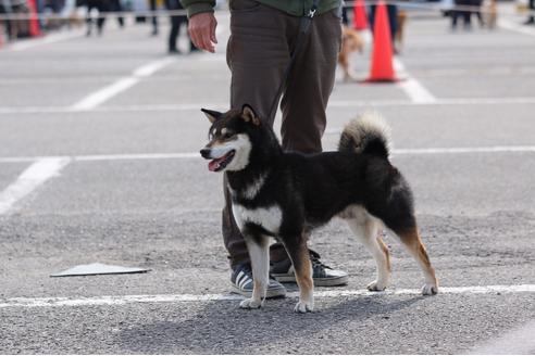販売中の柴犬の親犬