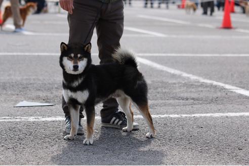 販売中の柴犬の親犬