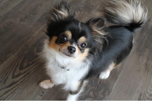 販売中のチワワ(ロングコート)の親犬