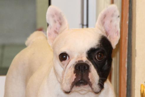 販売中のフレンチブルドッグの親犬