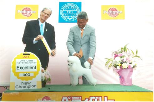販売中のティーカッププードルの親犬